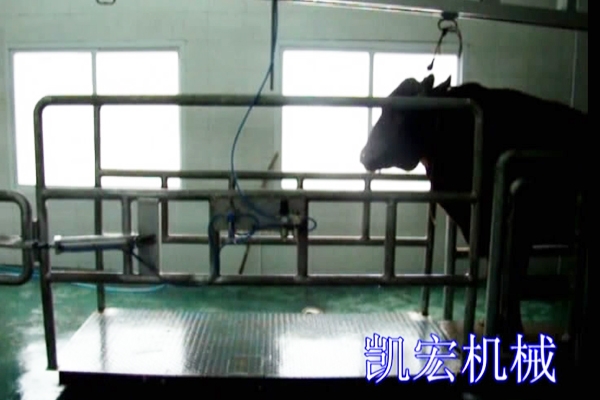 Live cattle weighing system