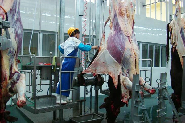 Cattle slaughtering equipment